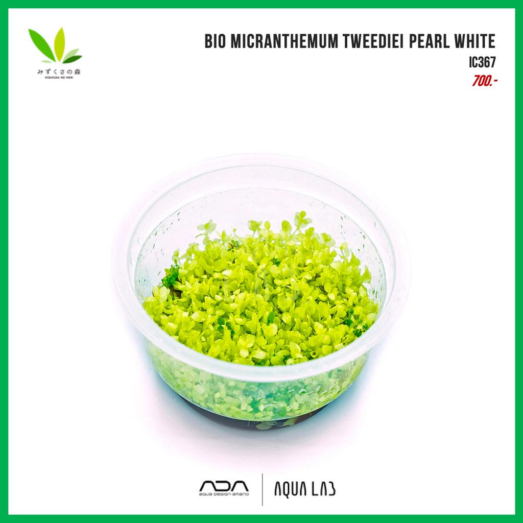 bio-mizukusa-no-mori-micranthemum-tweediei-pearl-white-เพิร์ลกลาสขาว-ไม้น้ำ-aquatic-plant