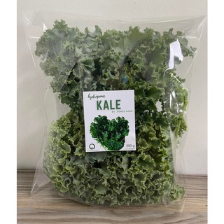 สินค้า ผักคะน้าเคล ใบหยิก (Hydroponic Kale) ตัดสด ปลอดสารพิษ ได้รับมาตรฐาน GAP
