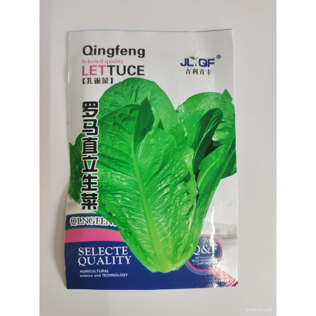 1000-seeds-romaine-lettuce-โรมันเมล็ดผักกาดหอม-ed-seeds-sx7y