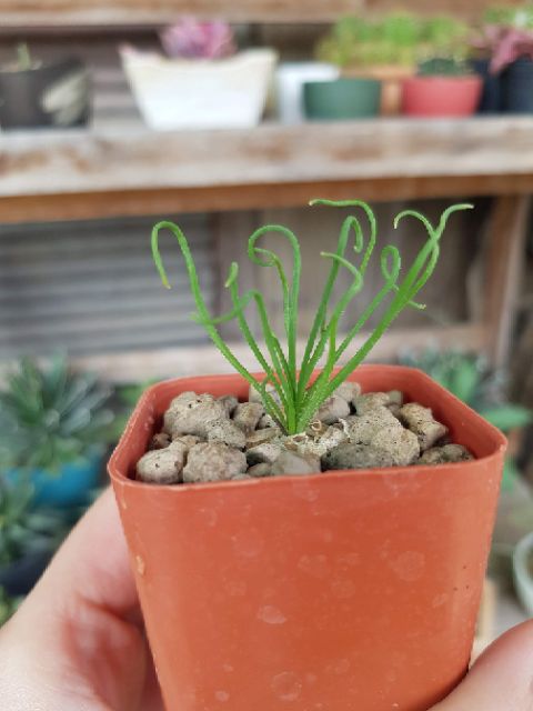 albuca-spiralis-ไม้นอก