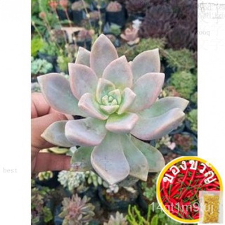 Common Succulents - Plants (Not Seeds)芹菜/儿童/种子/花园/手链/木瓜/向日葵/玫瑰/内裤/香菜//กุหลาบ KS01