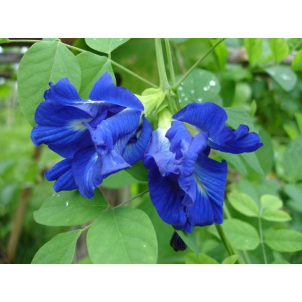 เมล็ดดอกอัญชันซ้อน-สีน้ำเงิน-ปลูกง่าย-โตเร็ว-สามารถปลูกได้ทุกฤดู