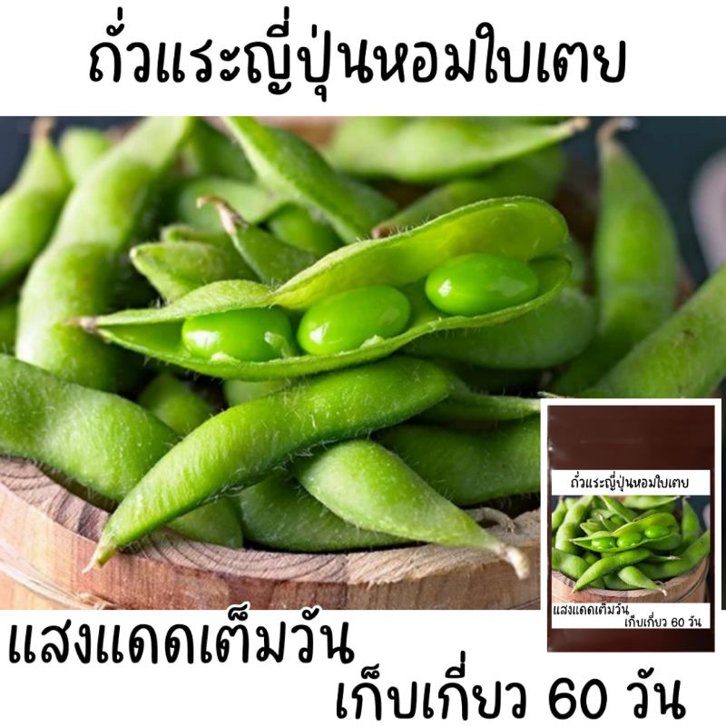 20-เมล็ด-เมล็ดพันธุ์ถั่วแระญี่ปุ่นหอมใบเตย