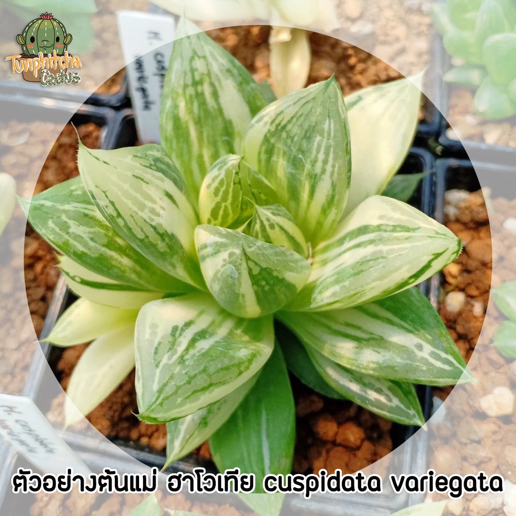 ฮาโวเทียด่าง-haworthia-เลือกต้นได้ตามภาพ-อัพเดทเรื่อยๆ-ส่งแบบล้างราก