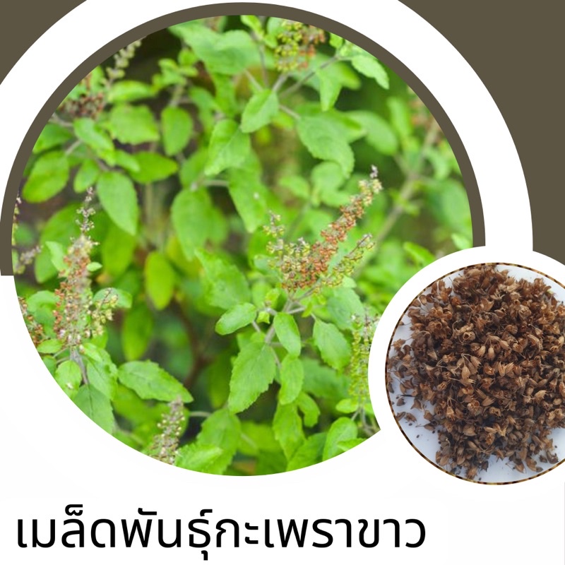 เมล็ดพันธุ์กะเพราขาว-15เมล็ด-ขั้นต่ำ-สินค้าภายในร้าน30บาทขึ้นไปค่ะ