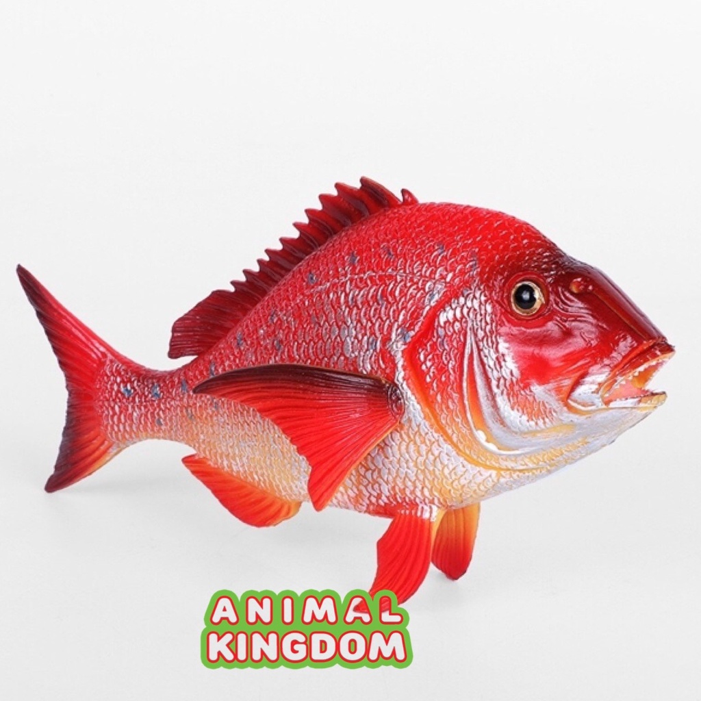 animal-kingdom-โมเดลสัตว์-ปลากระพงแดง-ขนาด-17-00-cm-จากสงขลา