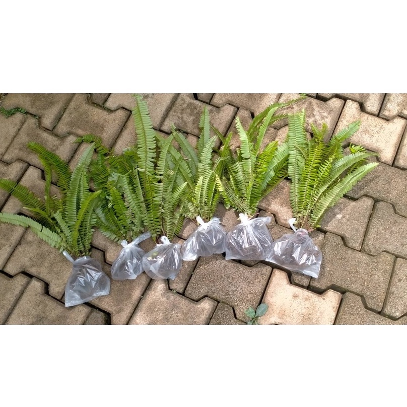 เฟิร์นใบมะขาม-กำละ20ต้น-ซื้อ5กำแถม1กำ-ไม้คลุมดิน-กูดสร้อย-เฟิร์นดิน-nephrolepis-cordifolia-เฟินใบมะขาม