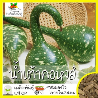 สินค้า เมล็ดพันธุ์ น้ำเต้าคอหงส์ 6 เมล็ด Speckled Swan Gourd Seed เมล็ดพันธุ์แท้100% นำเข้าจากต่างประเทศ ปลูกผัก สวนครัว ถูกดี