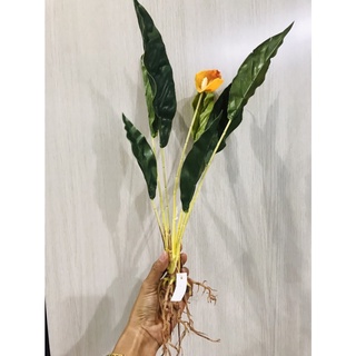 ต้นดอกคาร่าลิลลี่ Calla Lily * ต้นไม้ปลอม * พร้อมราก พร้อมดอก ต้นไม้เสมือนจริง สวย ทน สีสด เขียวสดพร้อมดอก