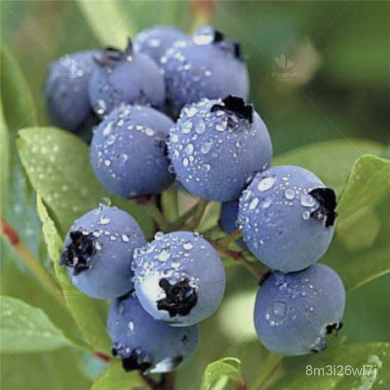 เมล็ดพันธุ์-ถูก-คละ-เมล็ดพันธุ์-30เมล็ด-บลูเบอร์รี่-american-blueberry-seeds-bonsai-fruit-seed-ต้นไม้ฟอกอากาศ-ต้-ap4f