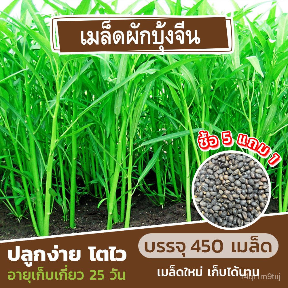 เมล็ดพันธุ์-ผักบุ้งจีน-เรียวไผ่-450-เมล็ด-20-กรัม-ซื้อ-5-แถม-1-cabbagemixedwhiterubypuritychamomilerussianmarigoldmixgr