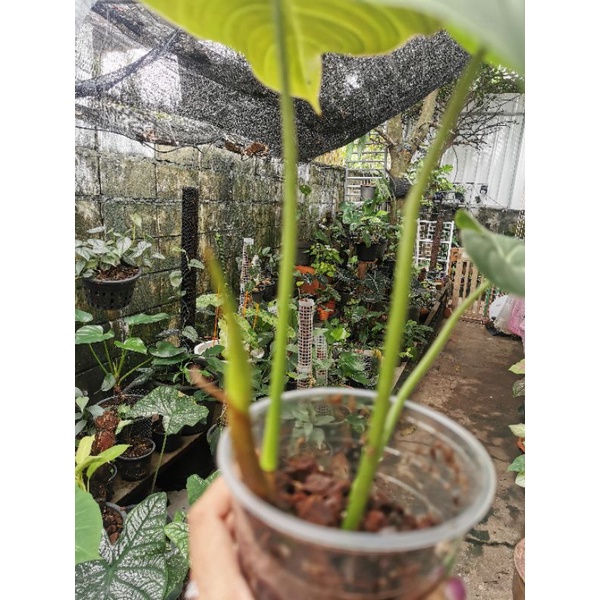 philodendron-glorios-ฟิโ-ลเดร-นด-รอน-กอเรียส