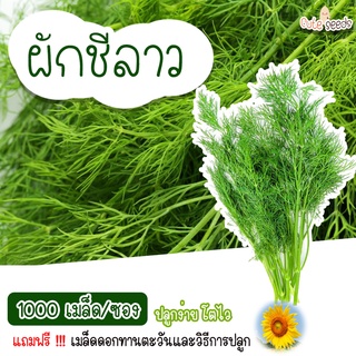 เมล็ดพันธุ์ผักชีลาว 1000 เมล็ด อัตราการงอก95% ปลูกง่าย โตไว (แถมฟรี เมล็ดผักทุกออเดอร์)