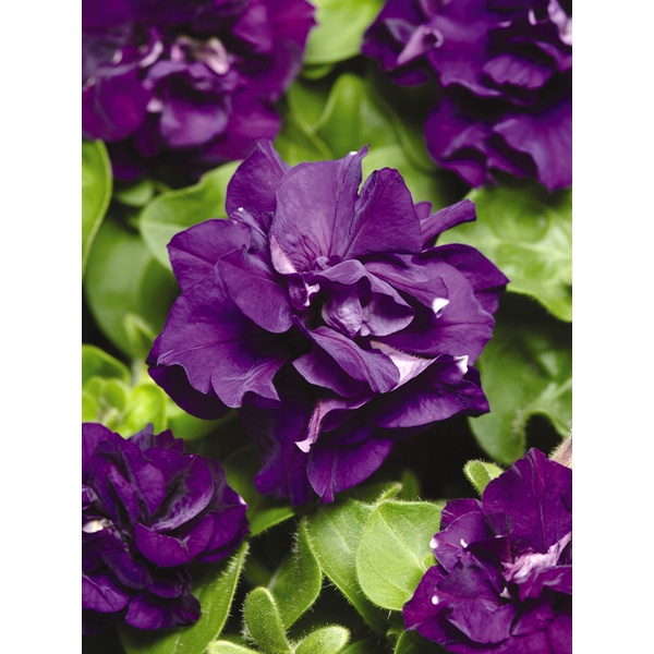 aga-shop-เมล็ดพันธุ์-พิทูเนีย-ดอกซ้อน-petunia-duo-100-เมล็ด