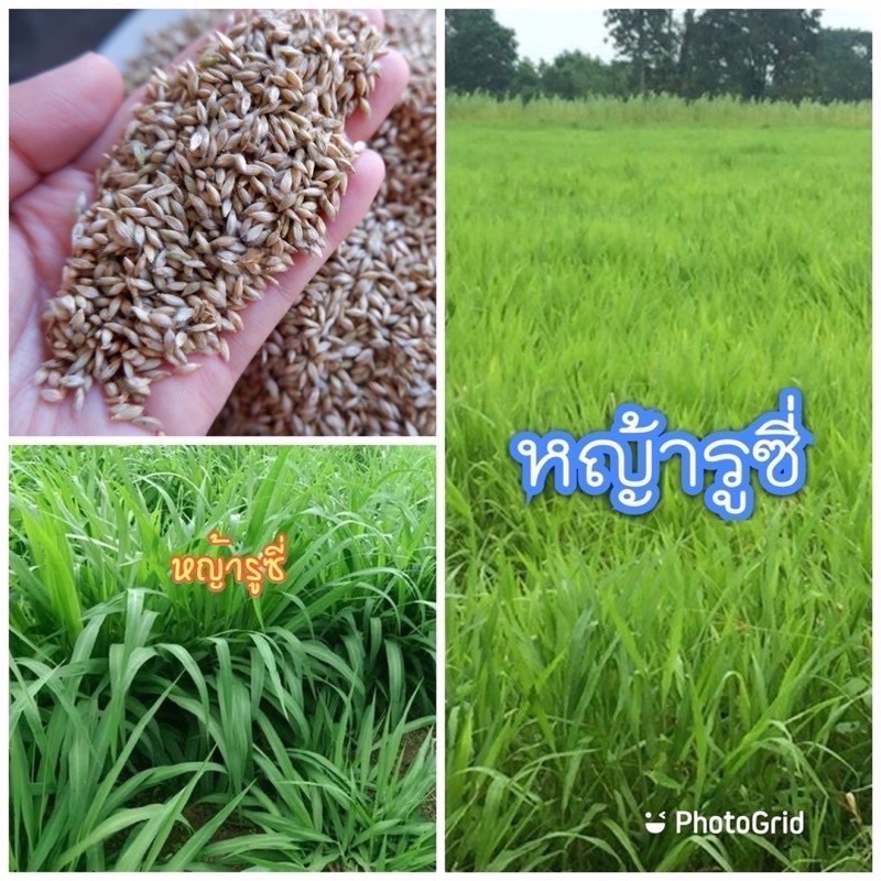 รูซี่-เมล็ดหญ้ารูซี่-2-กิโลกรัม-รับประกันการงอก-พร้อมปลูกหญ้าลูซี่-หญ้าเลี้ยงสัตว์-พันธ์ุหญ้า-หญ้าเลี้ยงวัว