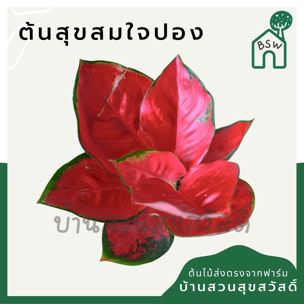 สุขสมใจปอง-ในกระถาง-3-นิ้ว-อโกลนีมา-ไม้มงคล-นิยมให้เป็นของขวัญผู้ใหญ่
