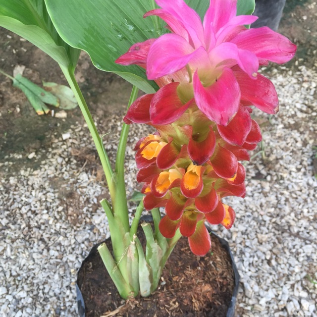 ต้นพันธุ์กระเจียว-สีส้ม-1-ต้น-ล้างร้าก