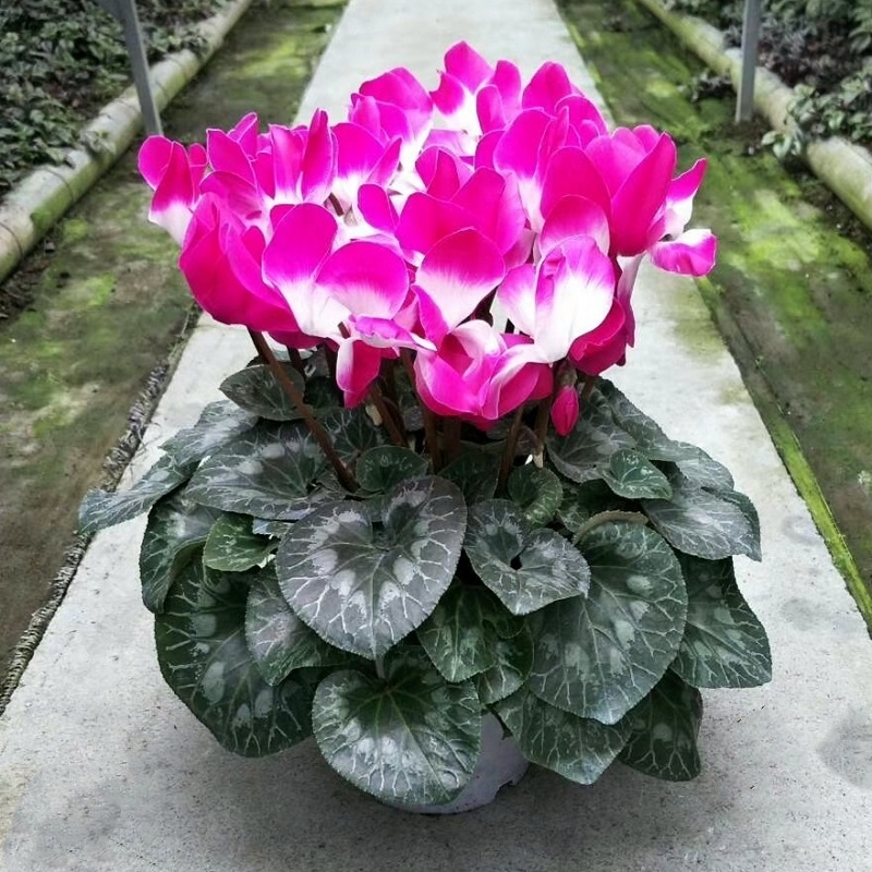 เมล็ดพันธุ์-ไซคลาเมน-บอนสี-mixed-color-cyclamen-seeds-rabbit-ear50-เมล็ด-ไม่ใช่พืชที่มีชีวิต