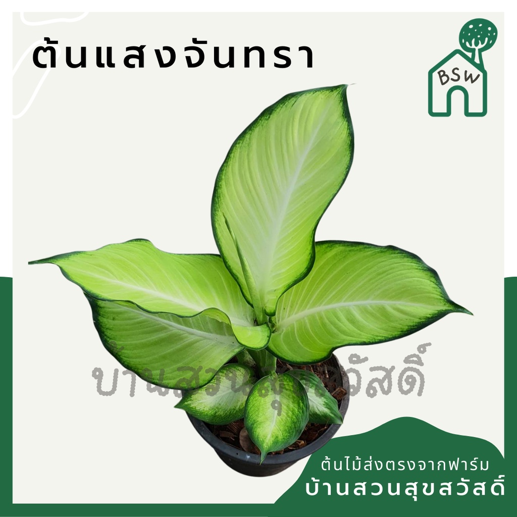 แสงจันทรา-มาในกระถางพร้อมตั้ง