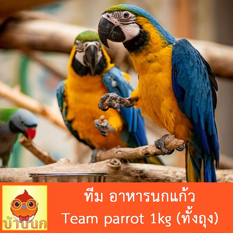 ทีม-อาหารนกแก้ว-team-parrot-1kg-ทั้งถุง-อาหารนก-นกแก้ว-parrot