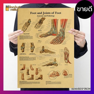 เท้า และ ข้อเท้า Foot and Joints anatomy ภาพโปสเตอร์ ร่างกายมนุษย์ สไตล์วินเทจ เพื่อการศึกษาเรียนรู้ ตกแต่งบ้าน คลีนิค