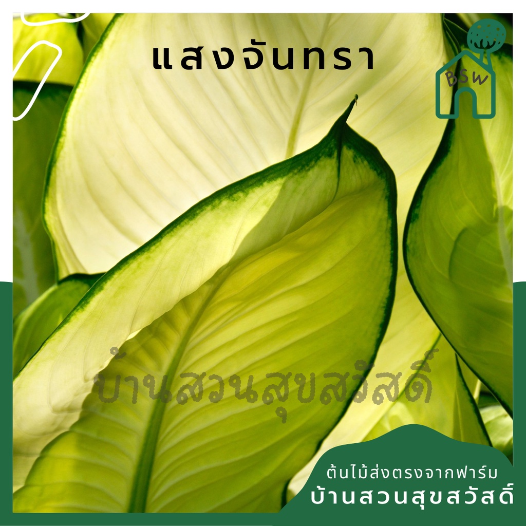 แสงจันทรา-มาในกระถางพร้อมตั้ง