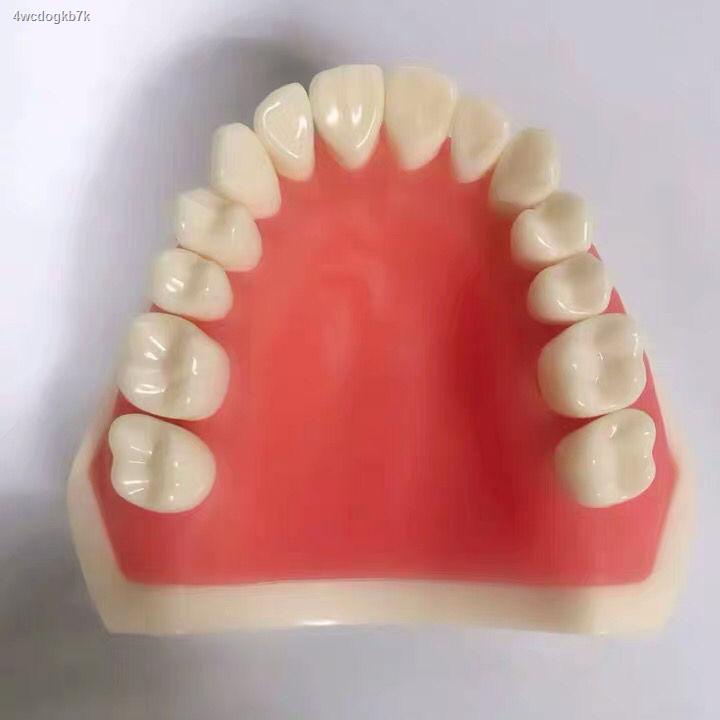 แบบจำลองการสาธิตทันตกรรมสำหรับการเตรียมฟันแบบครึ่งปาก-แบบจำลองการเตรียมการสำหรับการเตรียมฟันกราม