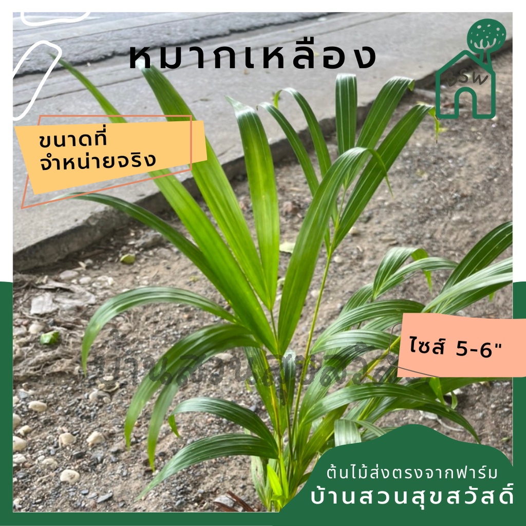 หมากเหลือง-ส่งถุงดำประมาน-5-นิ้ว