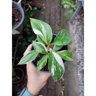 ต้นPhilodendron White knight ฟิโลเดนดรอน ไวท์ไนท์ ฟิโลไวท์ไนท์ ในกระถาง 4 นิ้ว ไม้เนื้อเยื่อ แม่ด่าง แข็งแรง พร้อมส่ง