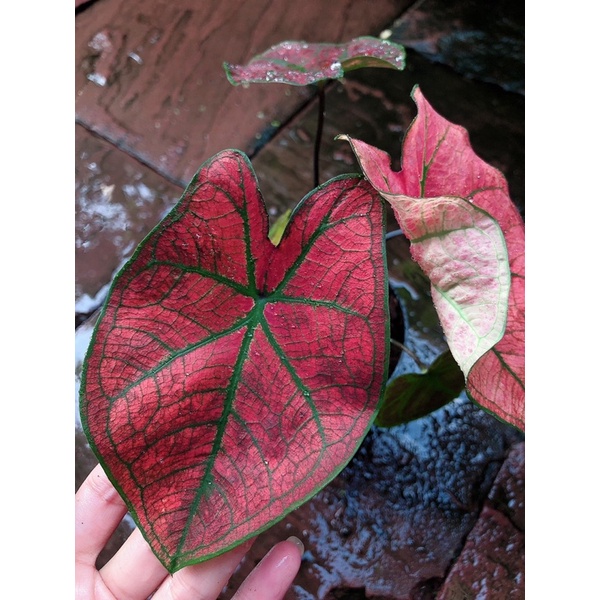 บอนบับเบิ้ล-แดงจัดๆ-caladium