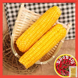 J1 Biji Benih Jagung manis kuning (35 /-⬆) / Yellow sweet corn Seed / สีเหลืองข้าวโพดหวาน / ข้าวโพด手链/园艺/帽子/头饰/seeds/儿童/