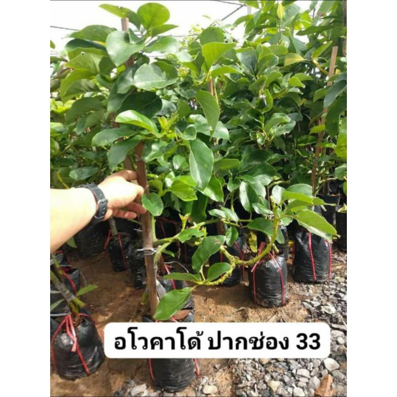 อโวคาโด-พันธุ์ปากช่อง33-ทาบกิ่ง