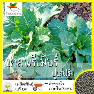 เมล็ดพันธุ์ เคลพรีเมียร์ (ปูเล่ฝรั่ง) 50 เมล็ด (ไม่ใช่พืชที่มีชีวิต)