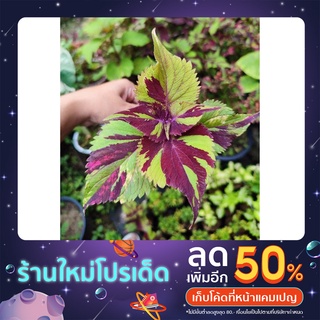 กิ่งพันธุ์สดฤาษีผสม10สี