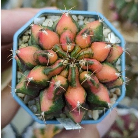 cake-cactus-farm-กระบองเพชร-gymnocalycium-mihanovichii-red-dragon-ยิมโนด่าง-เรดดราก้อน