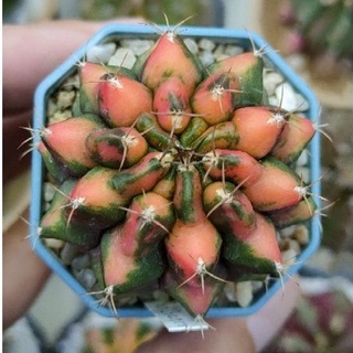 Cake Cactus Farm กระบองเพชร Gymnocalycium mihanovichii  Red Dragon  ยิมโนด่าง เรดดราก้อน