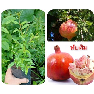ต้นทับทิมเพาะเมล็ดในถุงชำ🌿ไม้มงคลอัญมณีแห่งความอุดมสมบูรณ์🌿ไม้ผล