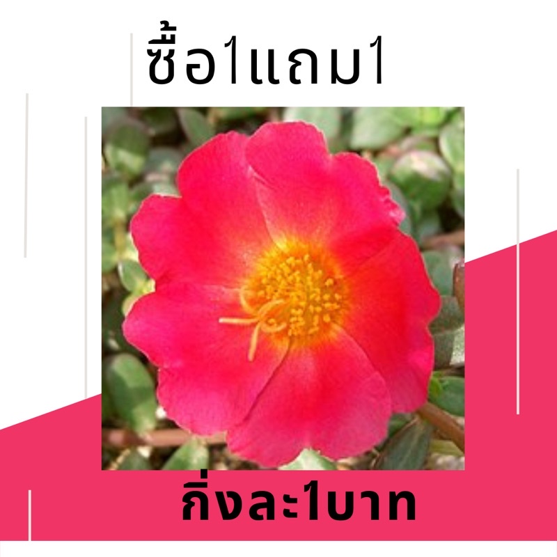 กิ่งแพรเซี่ยงไฮ้-1กิ่ง1แถม1-ยขั้นต่ำโปรดสั่งสินค้าภายในร้าน30บาทขึ้นไปค่ะ