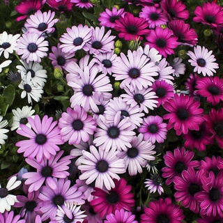 เมล็ดพันธุ์ เดซี่แอฟริกา คละสี 100 เมล็ด Mixed African Daisy (Osteospermum) เมล็ดพันธุ์แท้ นำเข้าจากต่างประเทศ โตไว