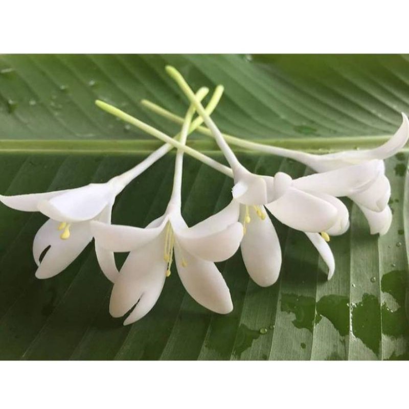ดอกปีบ ดอกกาสะลอง ดอกไม้ติดผม ดอกไม้ปั้นจากดินไทย สีขาว สวยสง่า (1 เซ็ต