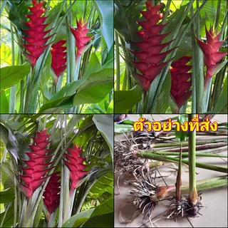 (1หน่อ) เฮลิโคเนีย heliconia purpurea สีแดง ดัชนีย์