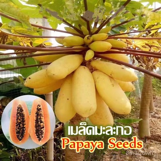 อินทรีย์ ต้น ดอก/*เก็บปลายทาง*‼️พร้อมส่ง เมล็ดมะละกอ 10 เมล็ด Dwarf Papaya Seeds ต้นเตี้ย ลูกดก ส้มตำ เนื้อสี WHF2