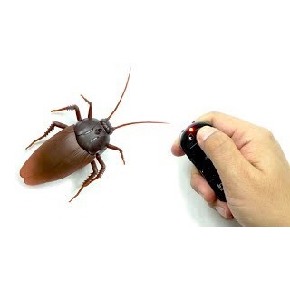csh-แมลงสาบบังคับ-giant-roach-ของเล่นบังคับวิทยุ-ของเล่นรีโมท-ควบคุมระยะไกล-รุ่น-giant-roach-13jan-j1