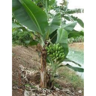ภาพขนาดย่อของสินค้าต้นกล้วยหอมแคระต้นละ120.บ