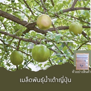 เมล็ดพันธุ์น้ำเต้าต้น(น้ำเต้าญี่ปุ่น)5เมล็ด🔺ขั้นต่ำโปรดสั่งสินค้าภายในร้าน30บาทขึ้นไปค่ะ