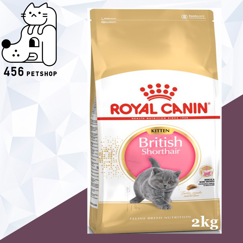 ex-01-2024-royal-canin-2kg-british-short-hair-kitten-ลูกแมวพันธ์บริติช-ชอร์ตแฮร์