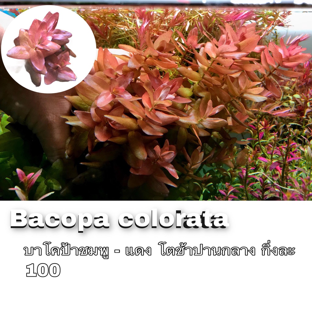 Bacopa Colorata บาโคป้าแดง ใบบก ต้นไม้น้ำ ต้นไม้ปลูกในตู้ปลา ไม้น้ำใน ...