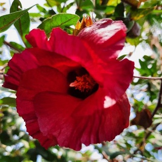 เมล็ดดอกไม้/เมล็ดฝ้ายแดง (Ceylon cotton, Chinese cotton, Tree cotton) 30 เมล็ด