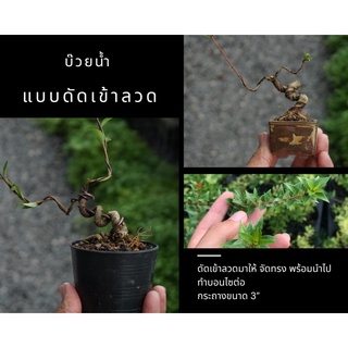 กล้าบ๊วยน้ำ Chineses buttonbush 🌿บอนไซ ดัดเข้าลวด กระถาง 3” บอนไซจิ๋ว แบบเข้าลวดให้แล้ว