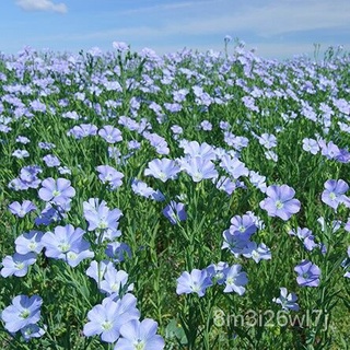 （เมล็ดพันธุ์ ถูก คละ）เมล็ดดอกลินิน บรรจุซองละ200เมล็ด Linaceae XYOV